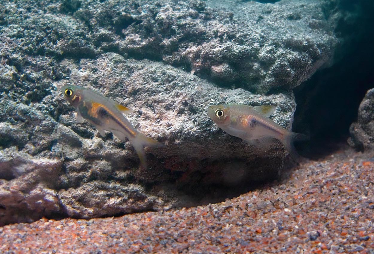 Foto på fisken Trigonostigma hengeli