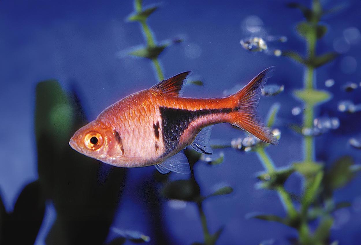 Foto på fisken Trigonostigma heteromorpha
