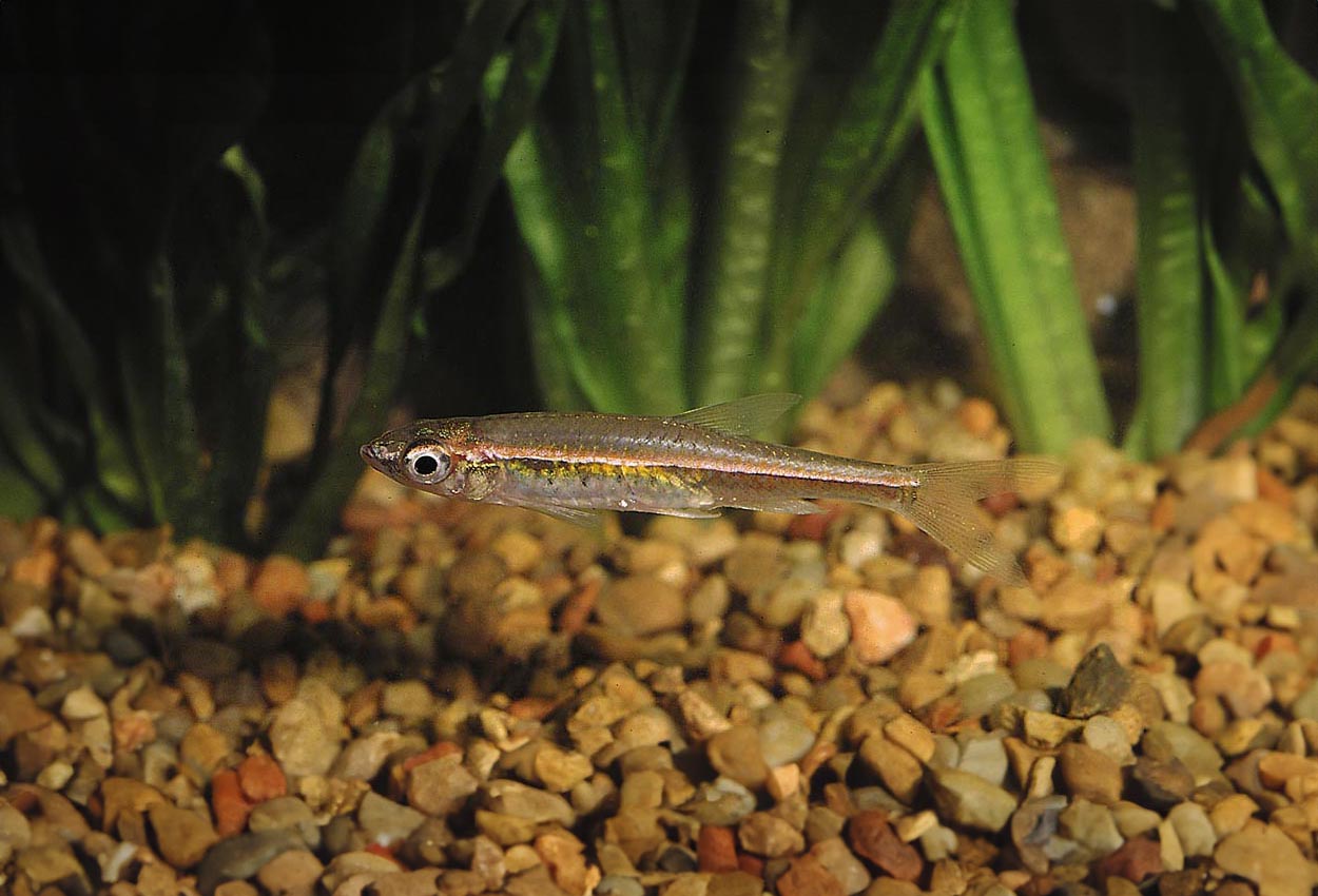 Foto på fisken Trigonopoma pauciperforatum