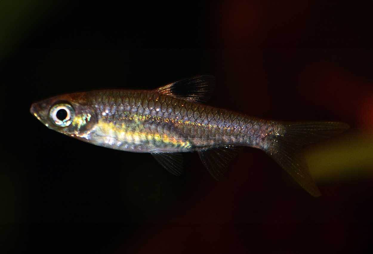 Foto på fisken Brevibora dorsiocellata