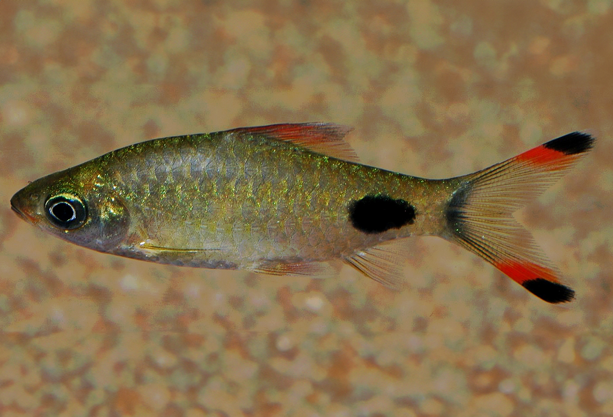 Foto på fisken Dawkinsia assimilis