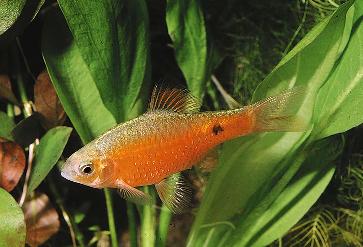 Foto på fisken Pethia conchonius
