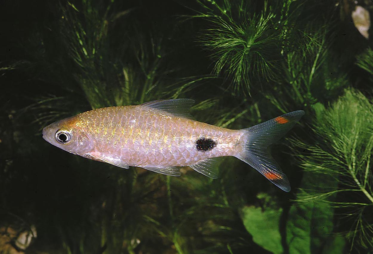 Foto på fisken Dawkinsia filamentosa