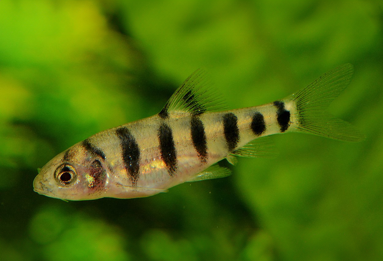 Foto på fisken Barbodes semifasciolatus 