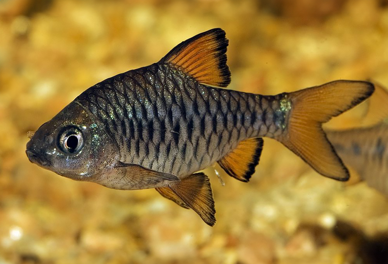 Foto på fisken Oliotius oligolepis