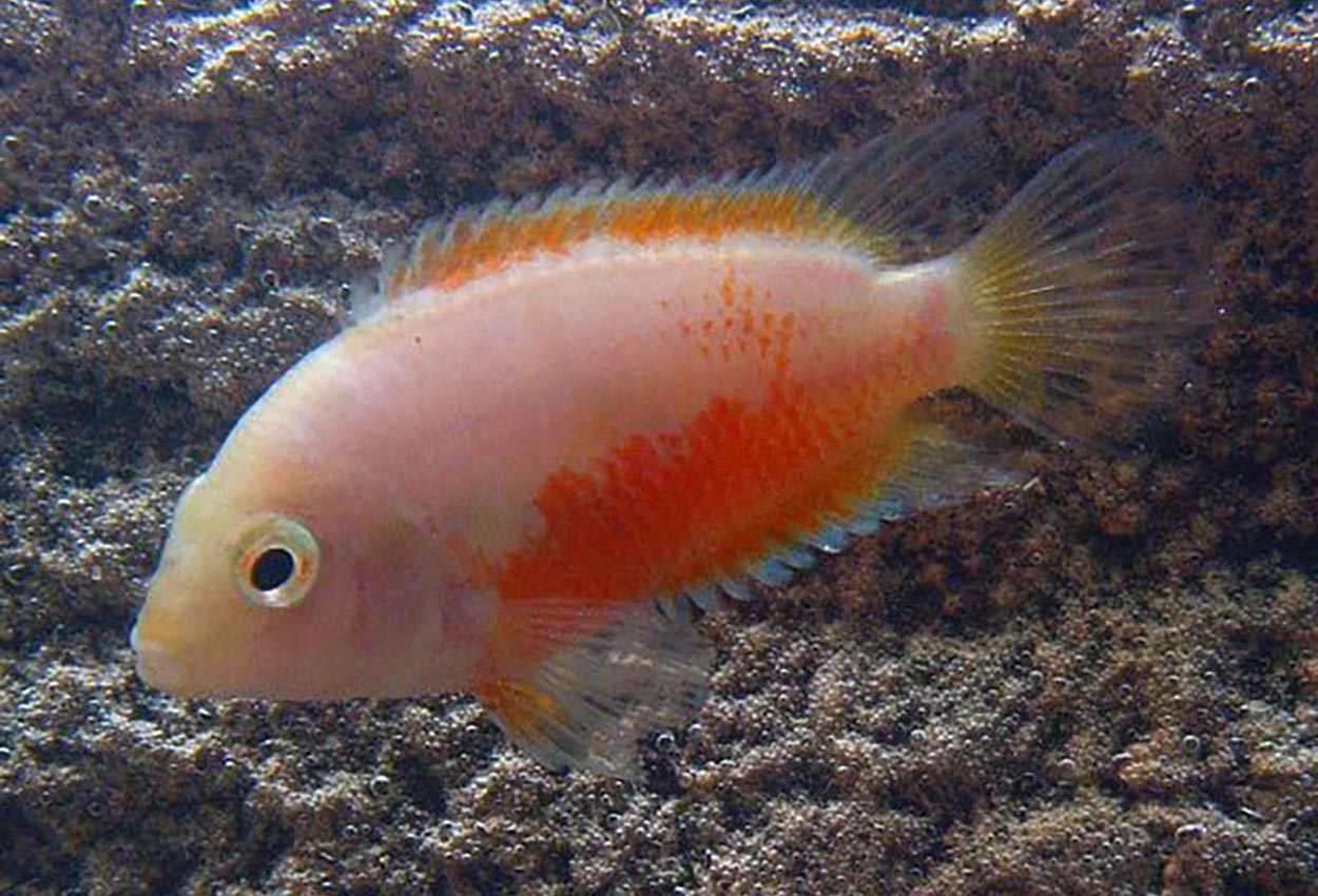 Foto på fisken Amatitlania nigrofasciata