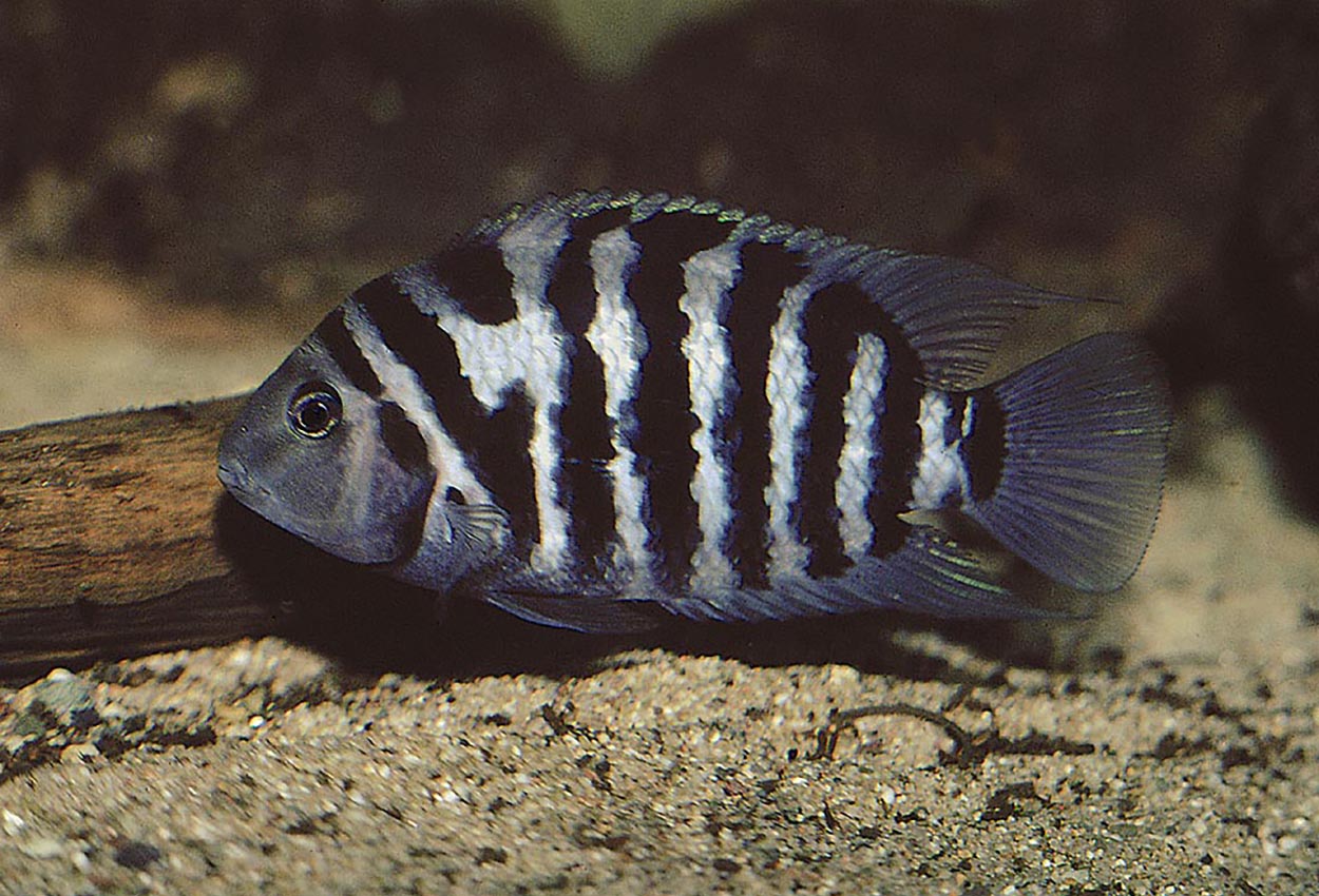 Foto på fisken Amatitlania nigrofasciata