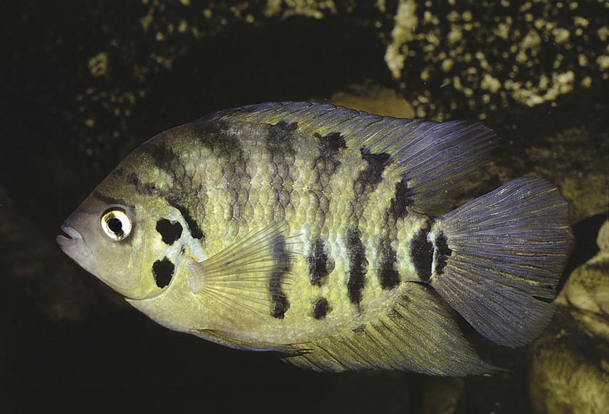 Foto på fisken Archocentrus centrarchus