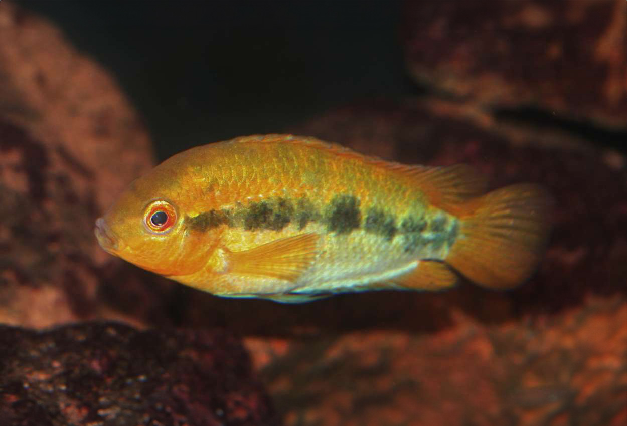 Foto på fisken Herotilapia multispinosa