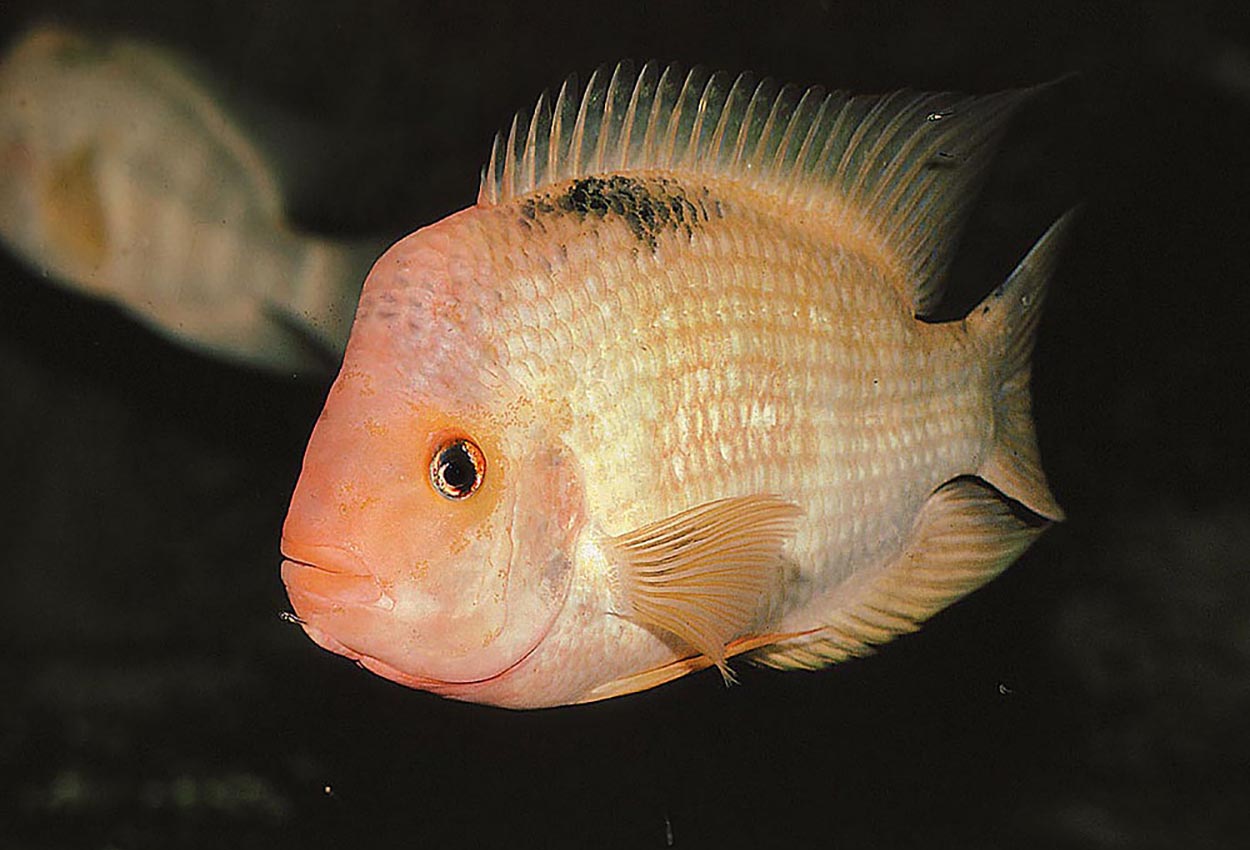 Foto på fisken Amphilophus citrinellus
