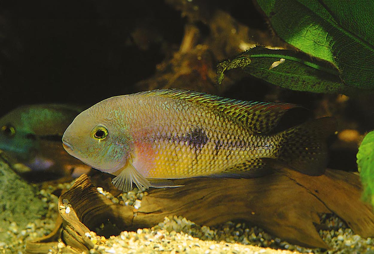 Foto på fisken Hypsophrys nicaraguensis
