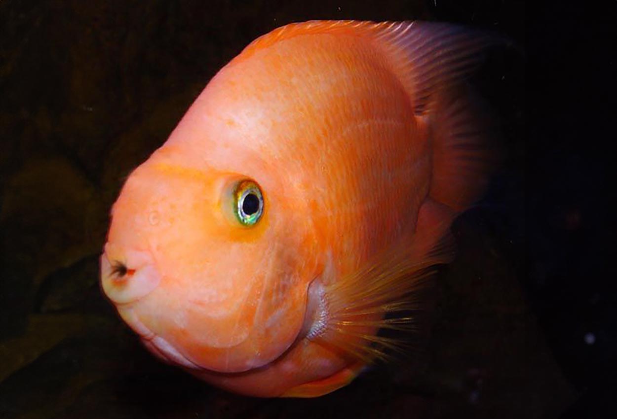 Foto på fisken Cichlasoma sp. 'hybrid'