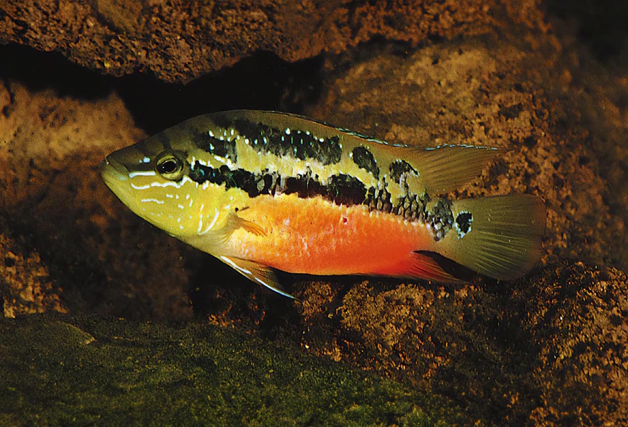 Foto på fisken Trichromis salvini