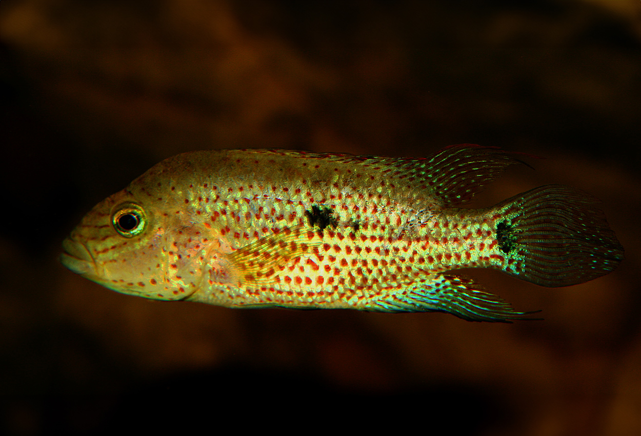 Foto på fisken Chiapaheros grammodes