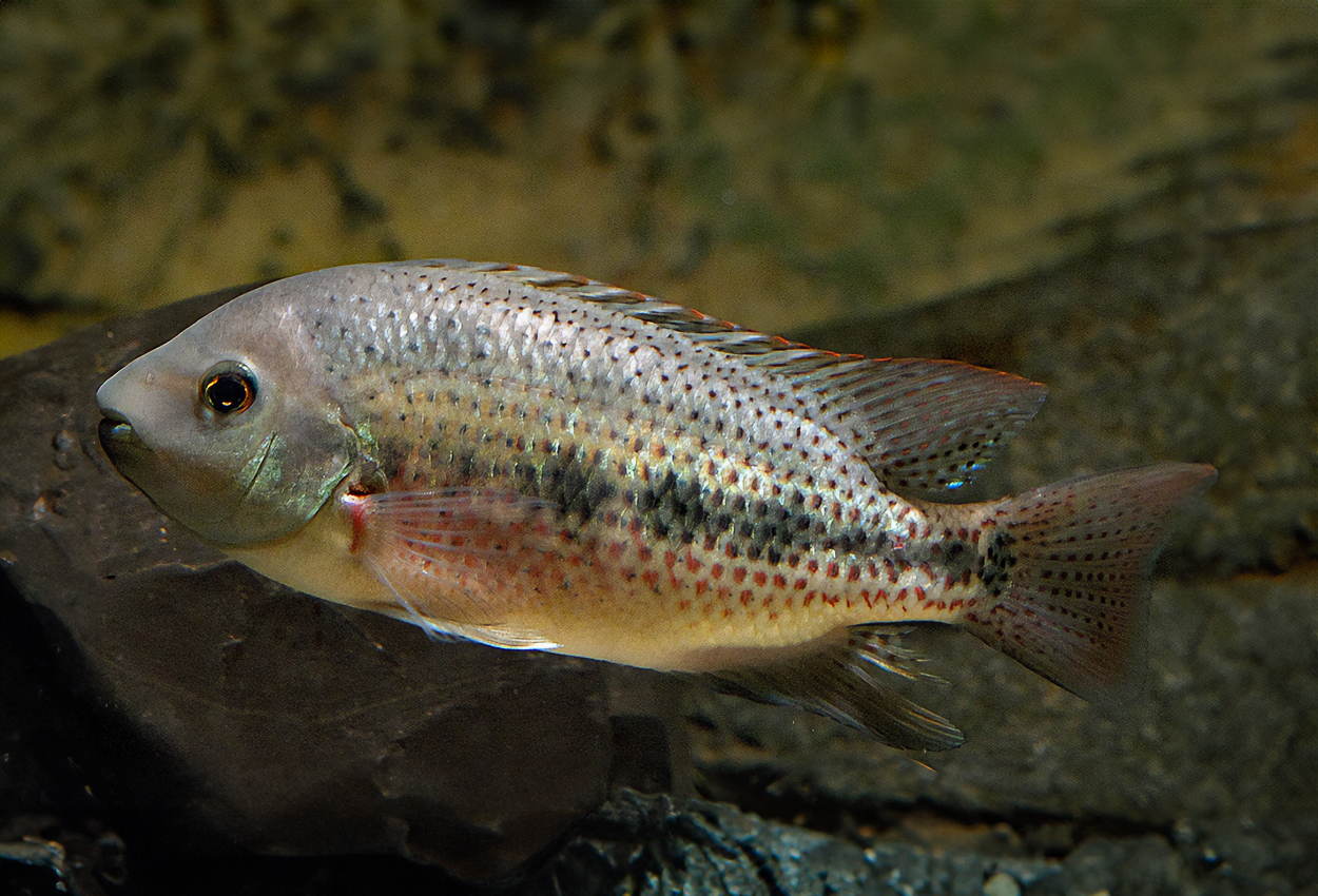 Foto på fisken Talamancaheros sieboldii