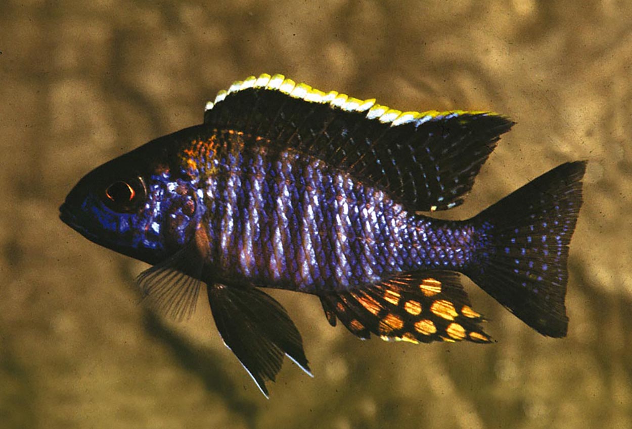 Foto på fisken Aulonocara sp. 'chitande type masinje'