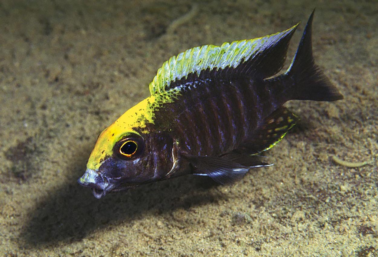 Foto på fisken Aulonocara maylandi