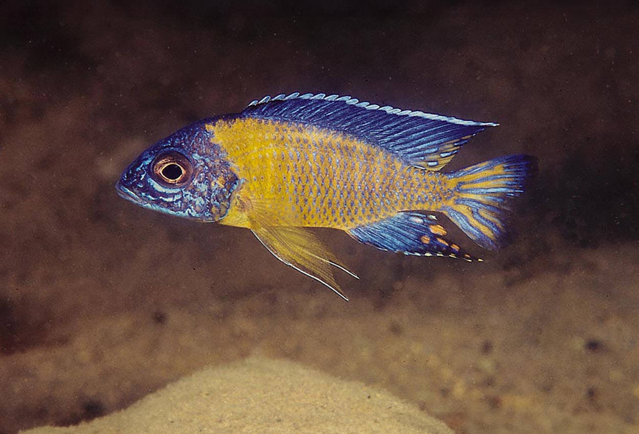 Foto på fisken Aulonocara stuartgranti, Chiwindi