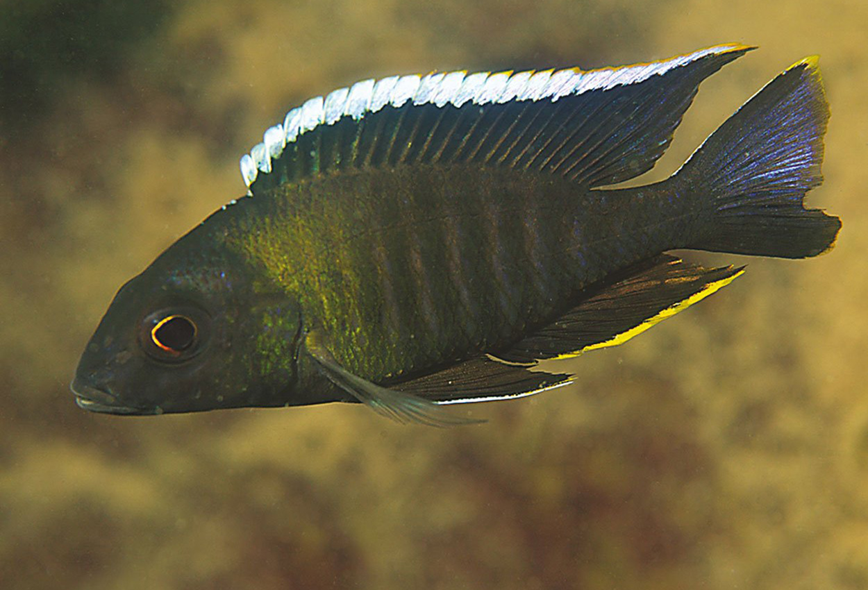 Foto på fisken Aulonocara sp. 'yellow collar', Mazinzi Reef 