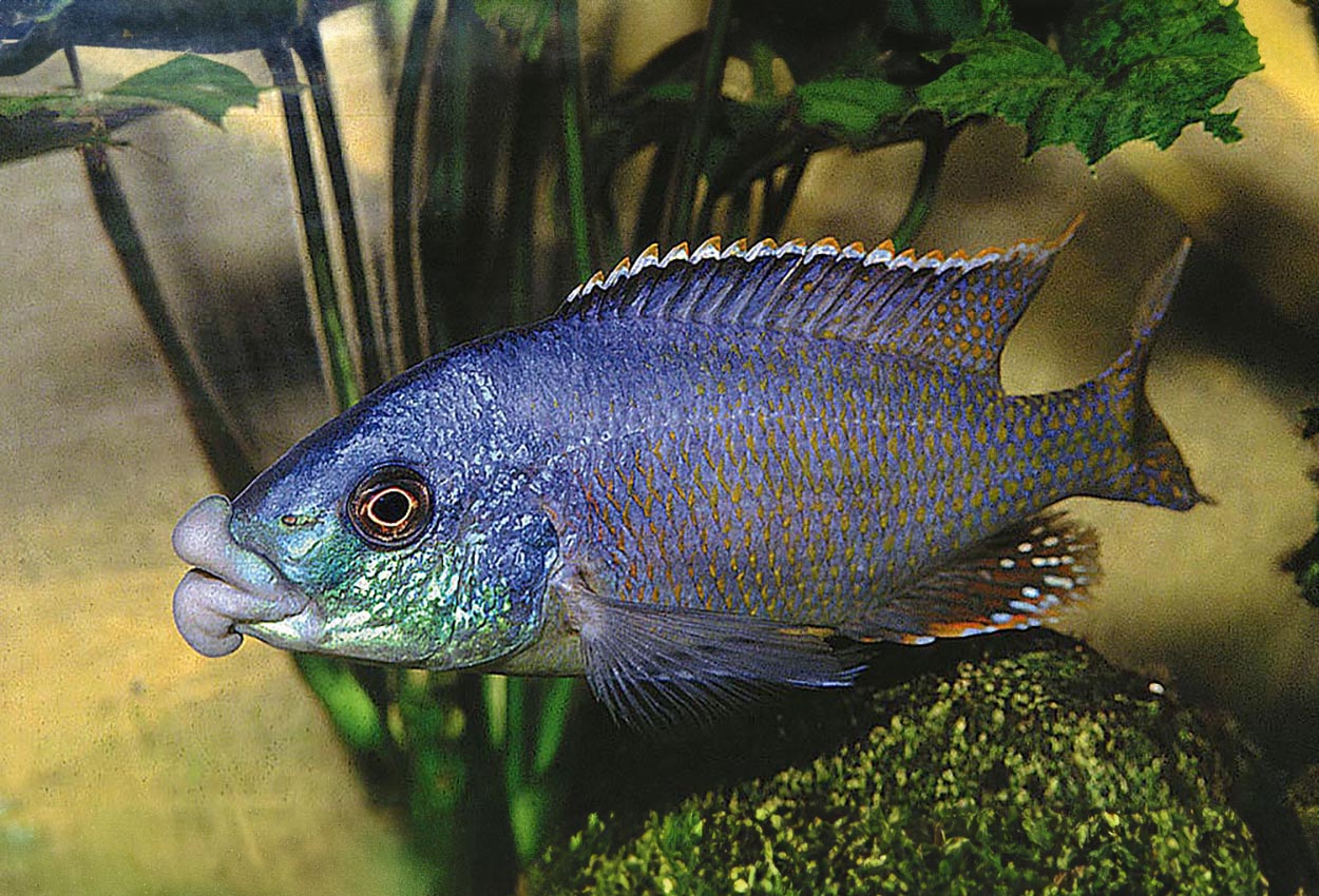 Foto på fisken Chilotilapia euchilus