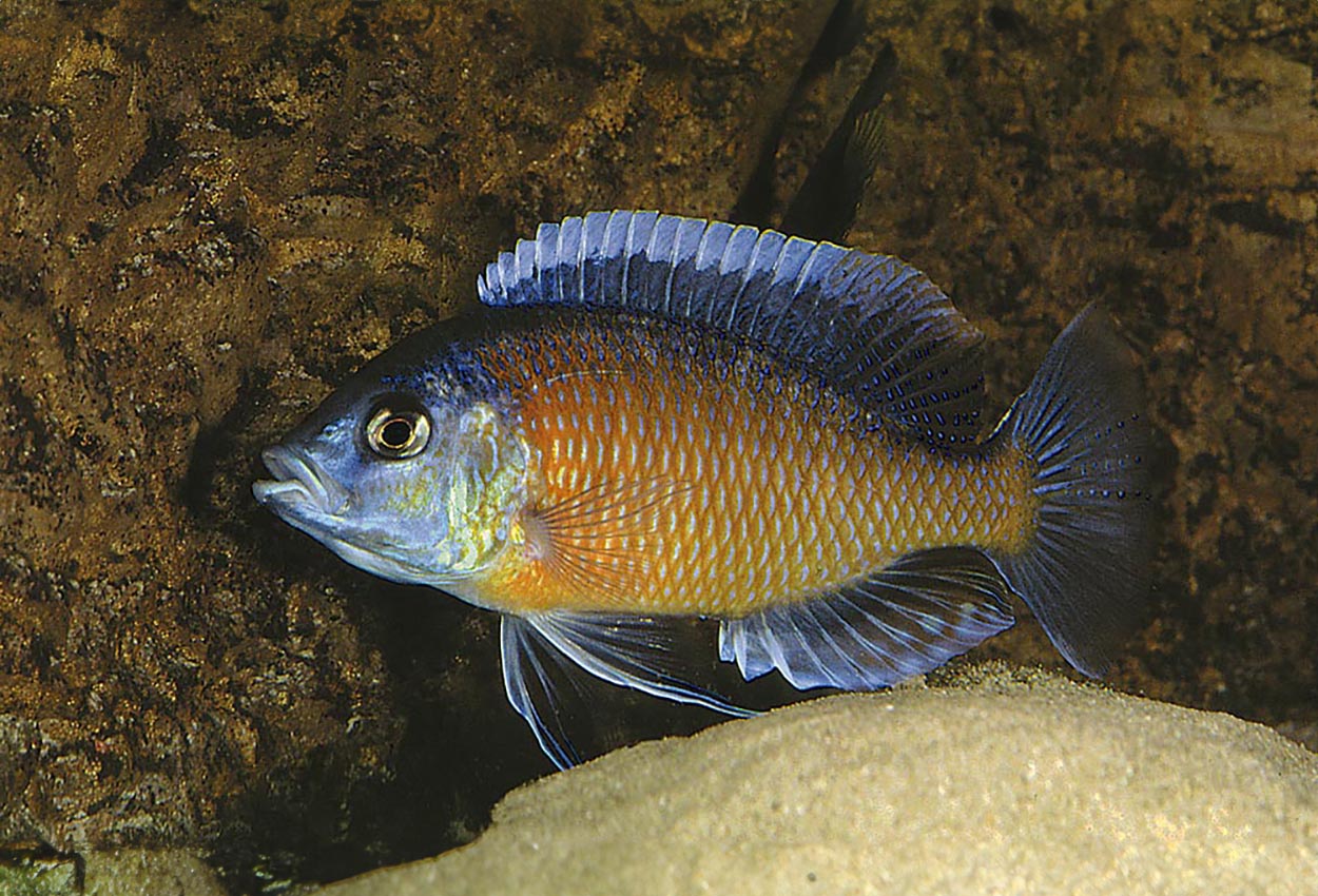 Foto på fisken Copadichromis borleyi, Kadango