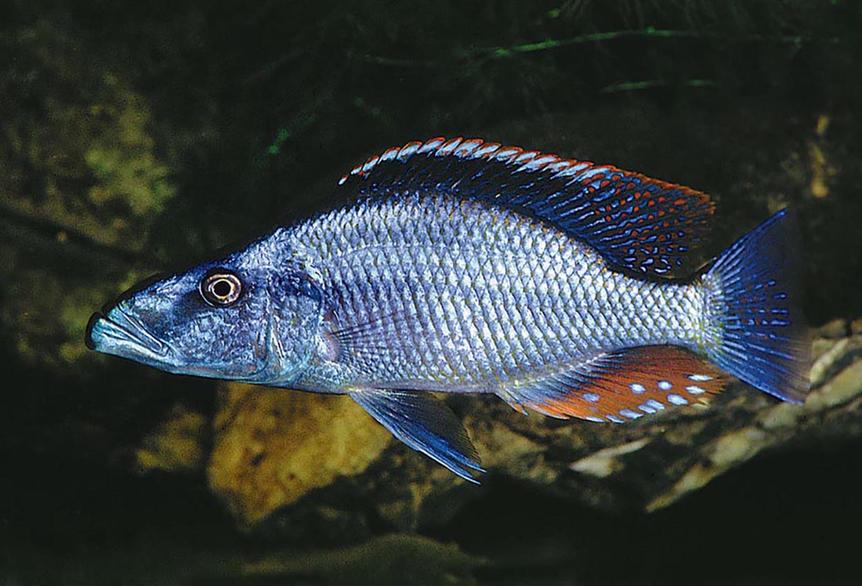 Foto på fisken Dimidiochromis compressiceps