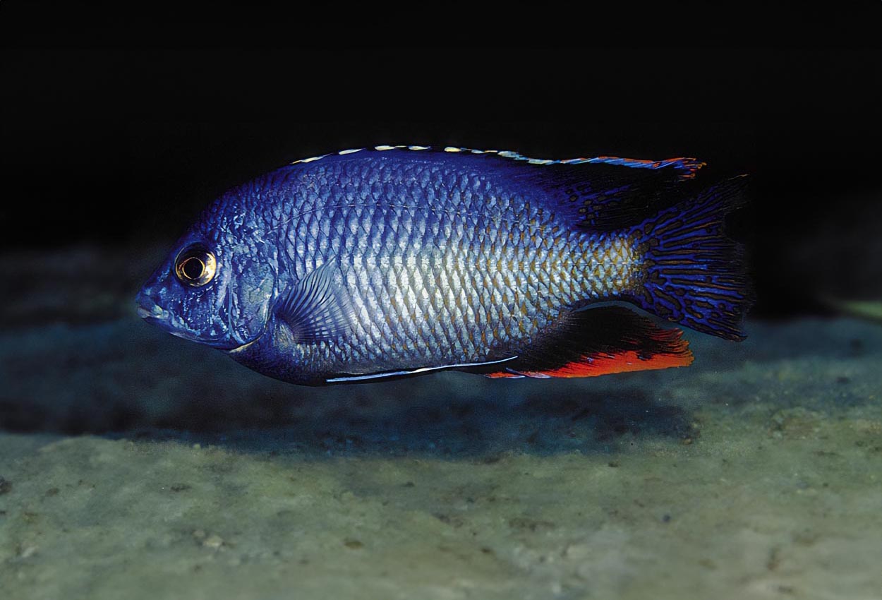 Foto på fisken Protomelas taeniolatus, Chinyankwazi