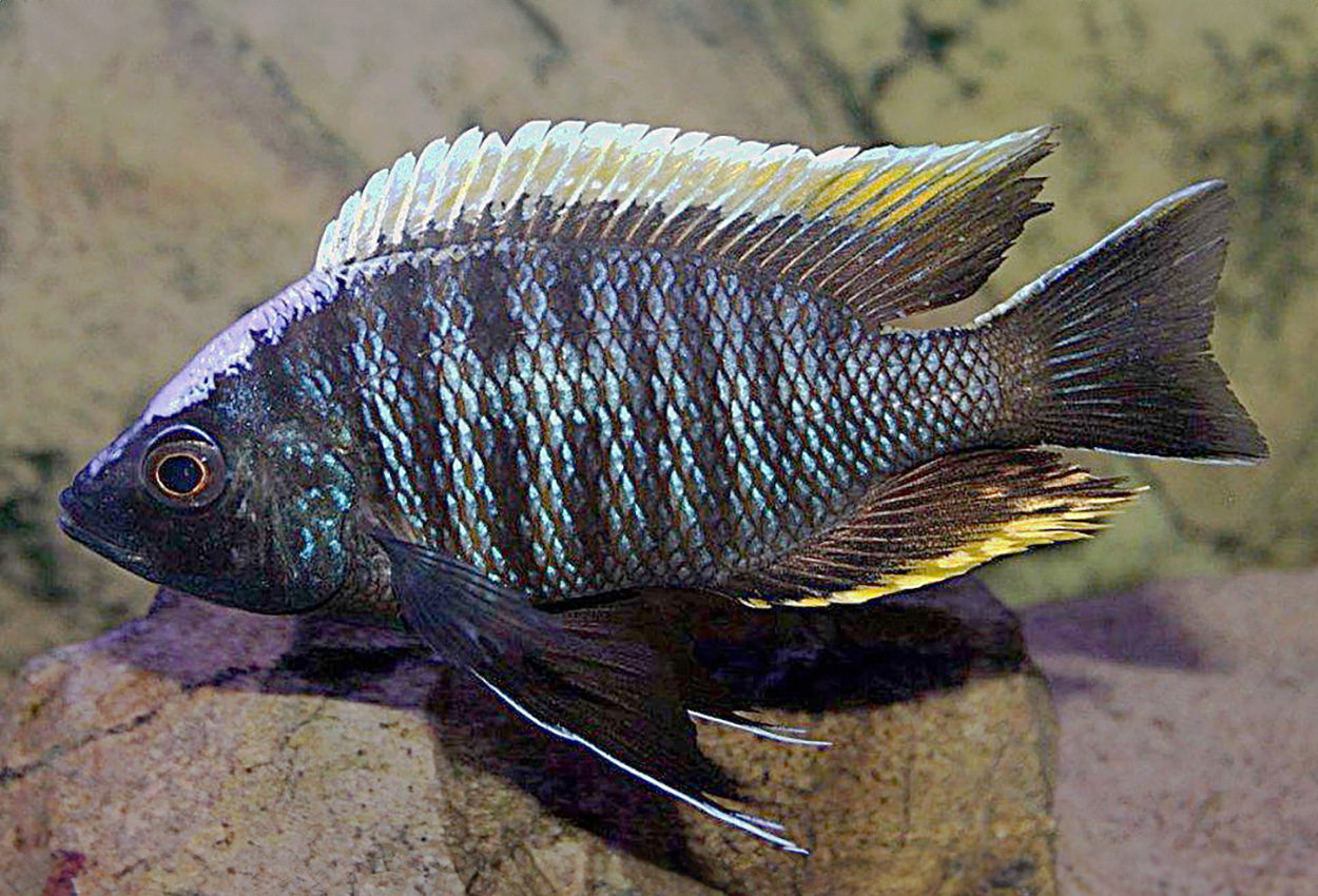 Foto på fisken Copadichromis geertsi