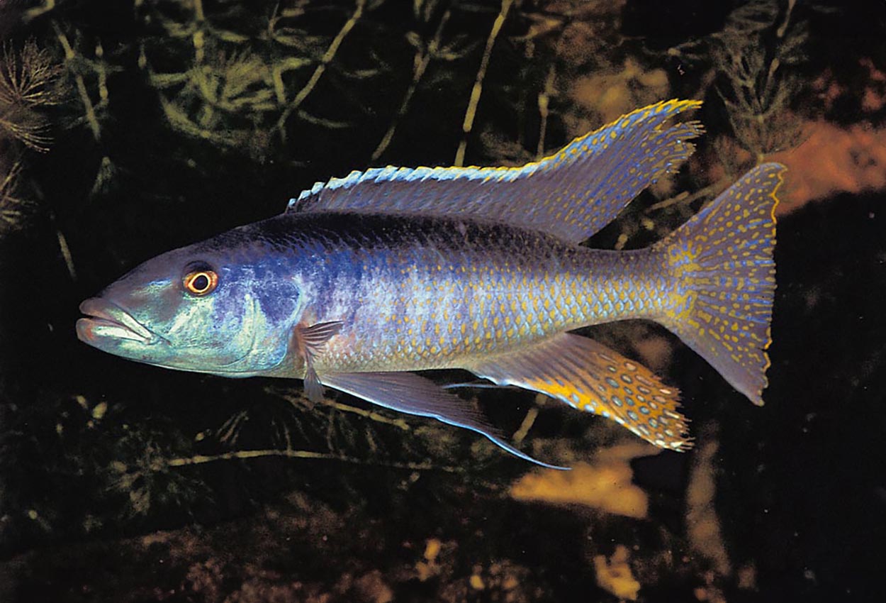 Foto på fisken Champsochromis caeruleus