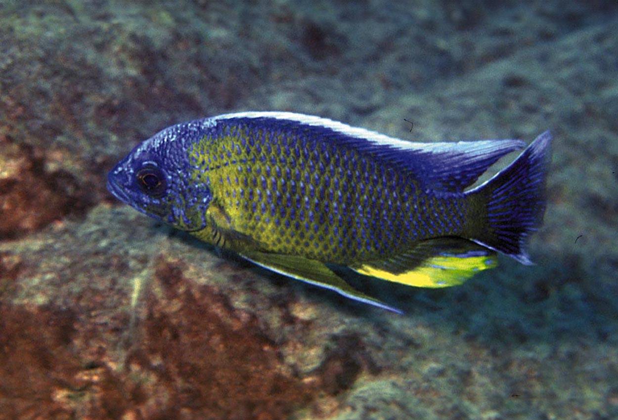 Foto på fisken Copadichromis borleyi, Lupingu