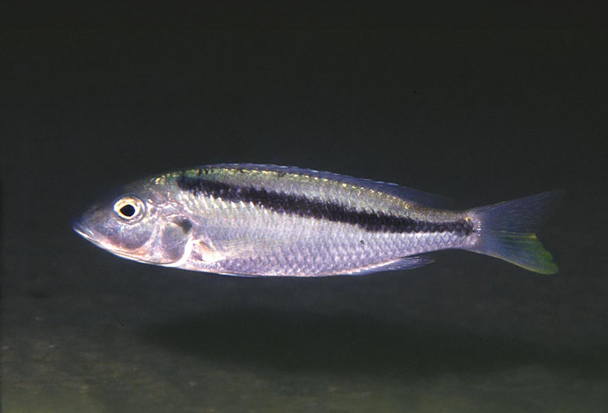 Foto på fisken Mylochromis  sp. 'Kande'