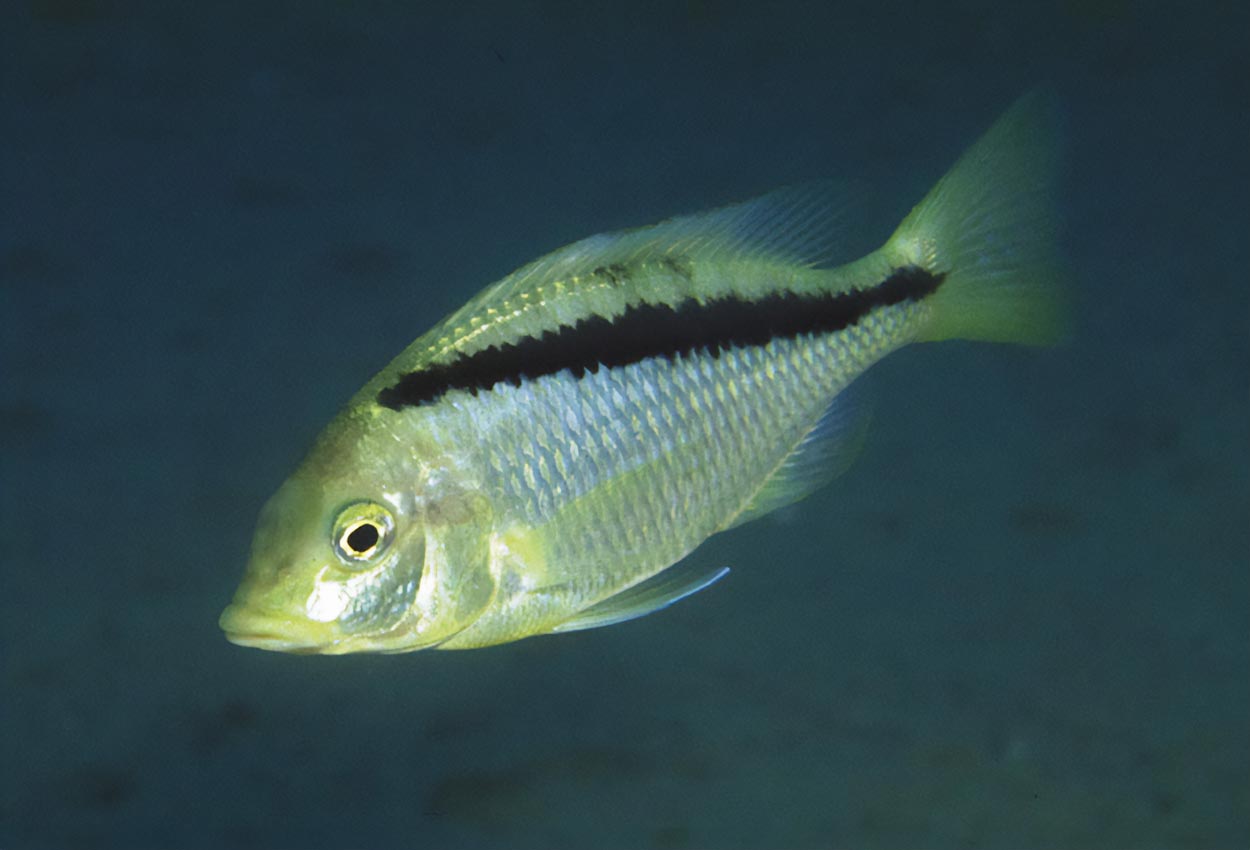 Foto på fisken Mylochromis melanonotus