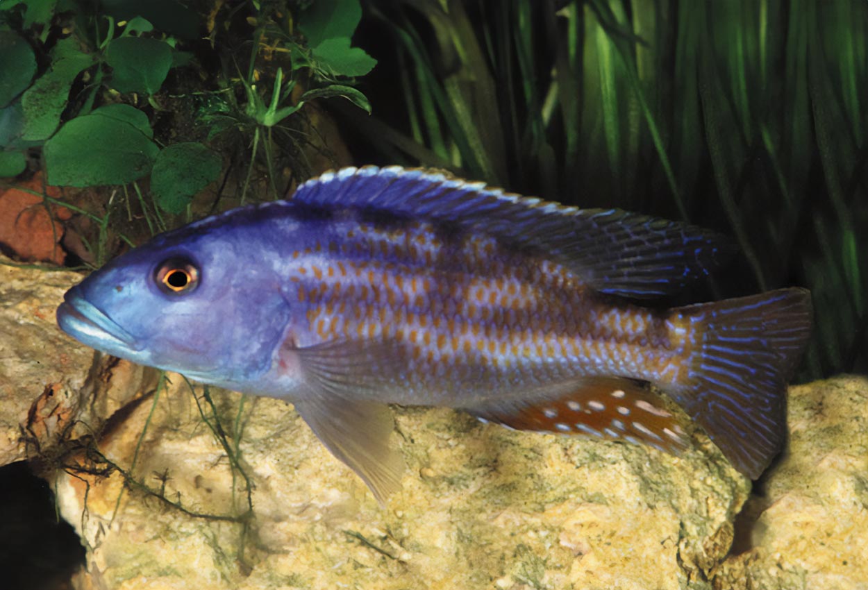 Foto på fisken Nimbochromis fuscotaeniatus