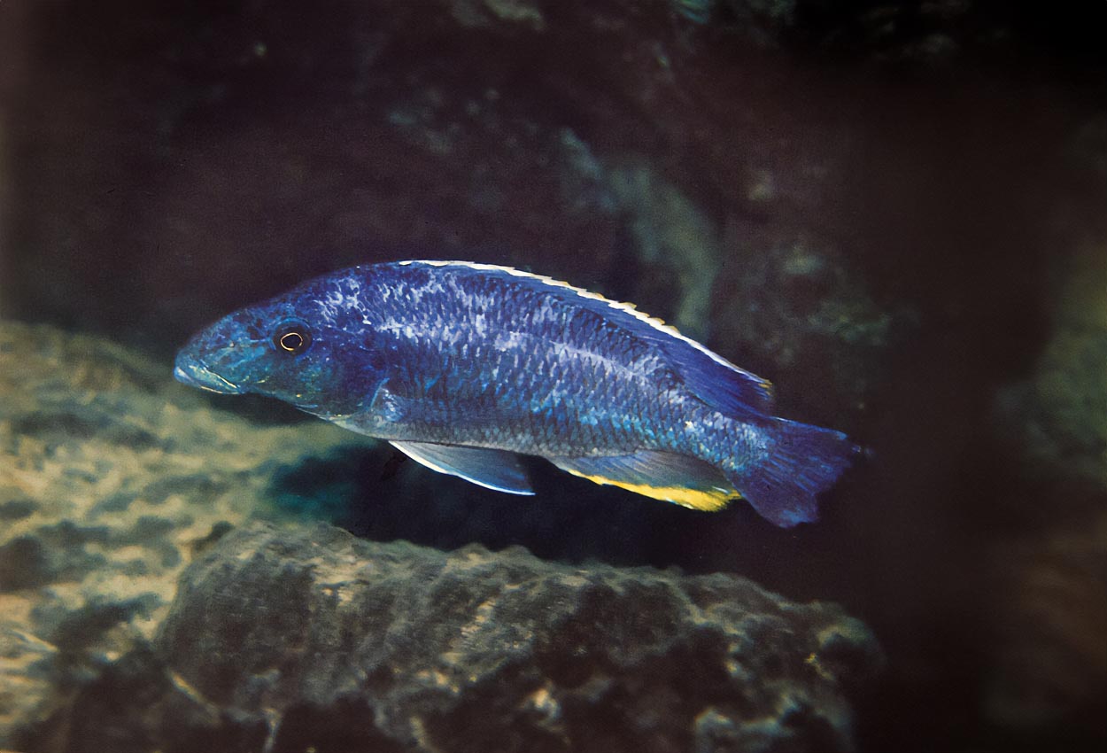 Foto på fisken Nimbochromis linni