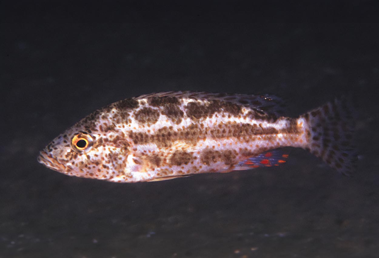 Foto på fisken Nimbochromis polystigma