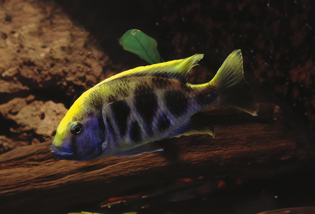 Foto på fisken Nimbochromis venustus