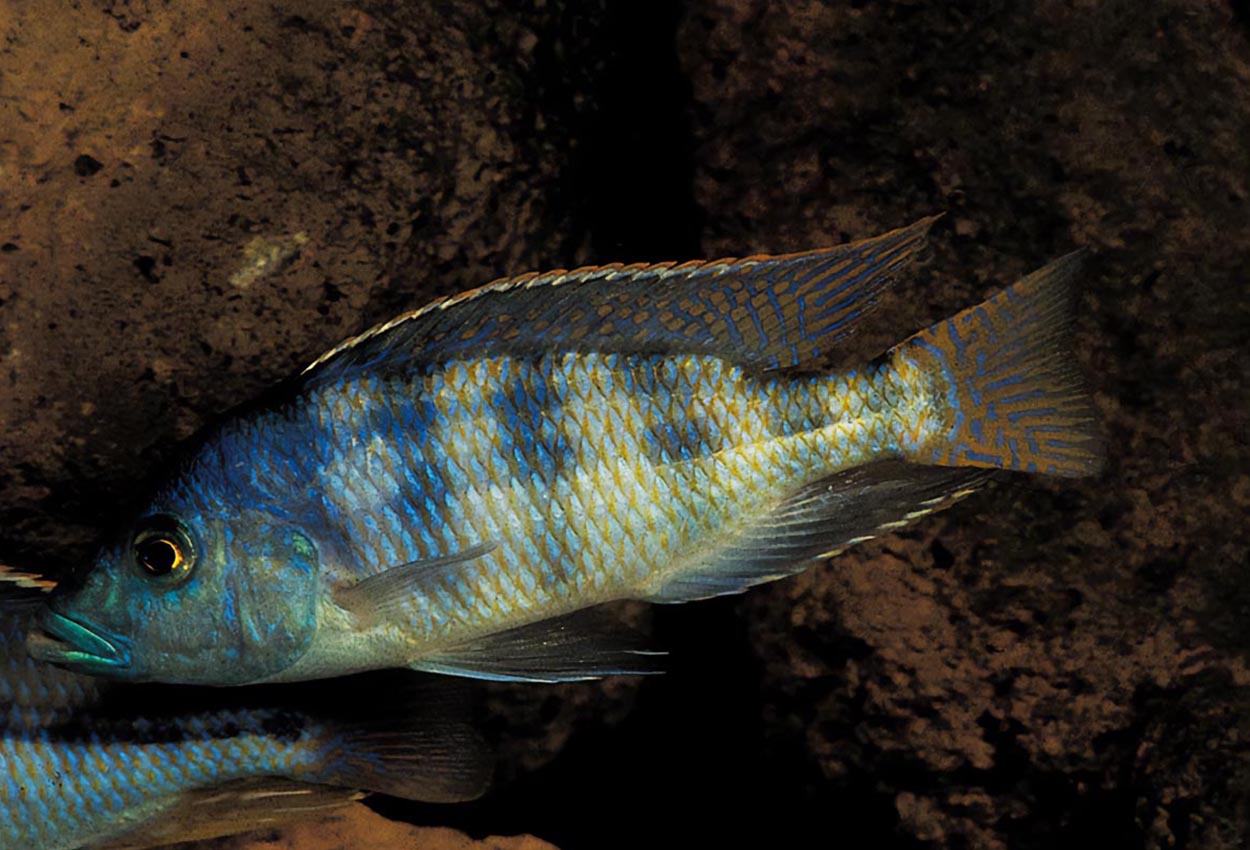 Foto på fisken Placidochromis johnstoni