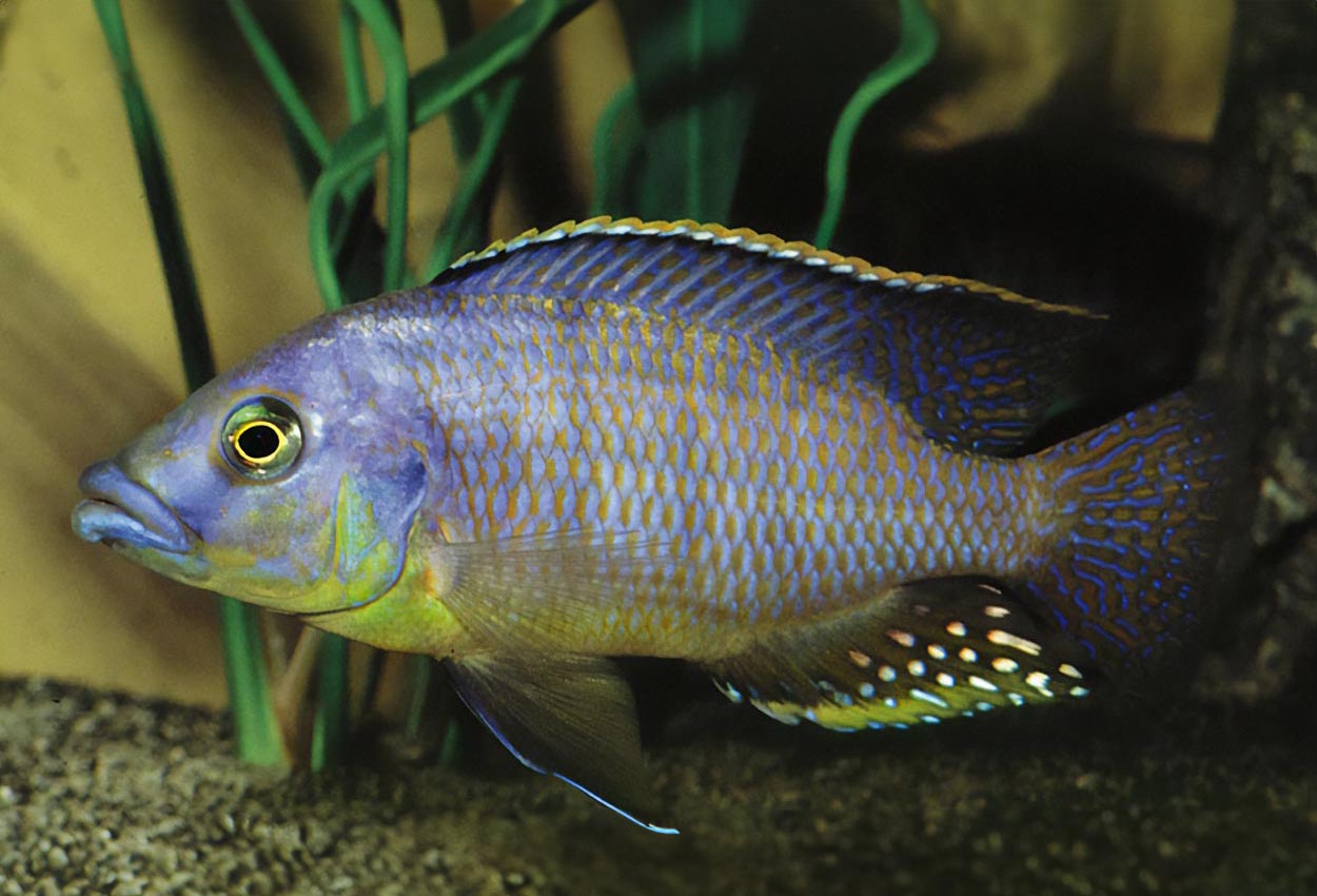 Foto på fisken Protomelas sp. 'mbenji thick lip' 