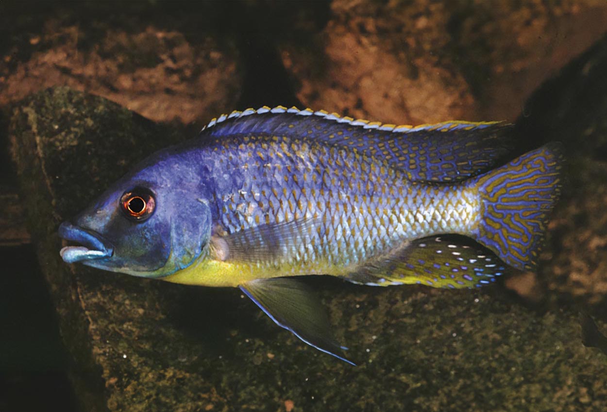 Foto på fisken Protomelas ornatus