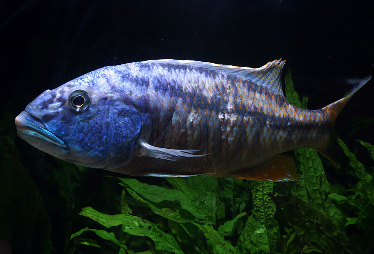 Foto på fisken Aristochromis christyi