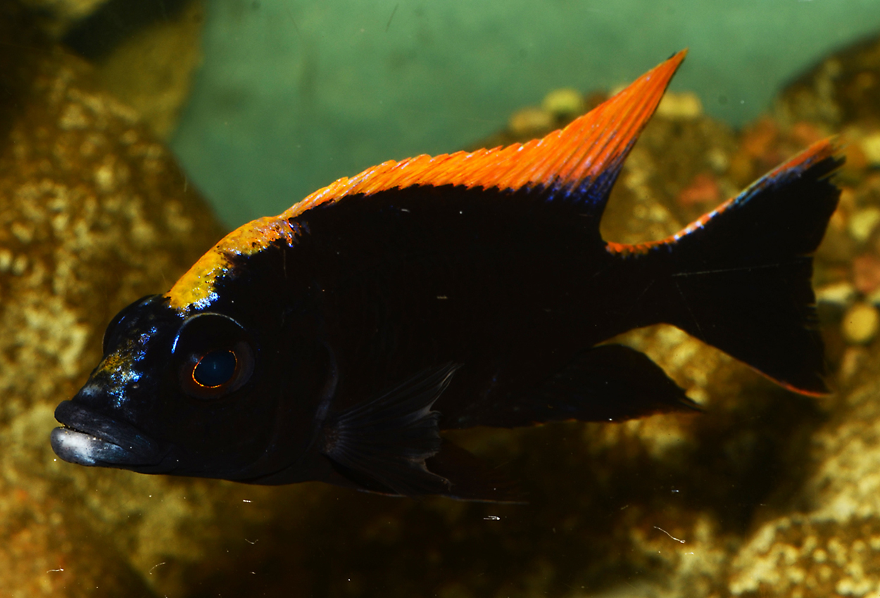Black orange dorsal lithobates