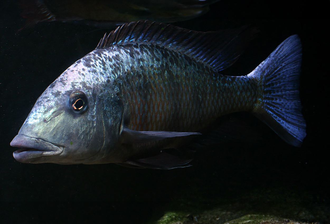 Foto på fisken Fossorochromis rostratus