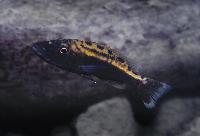 <i>Tyrannochromis macrostoma</i>