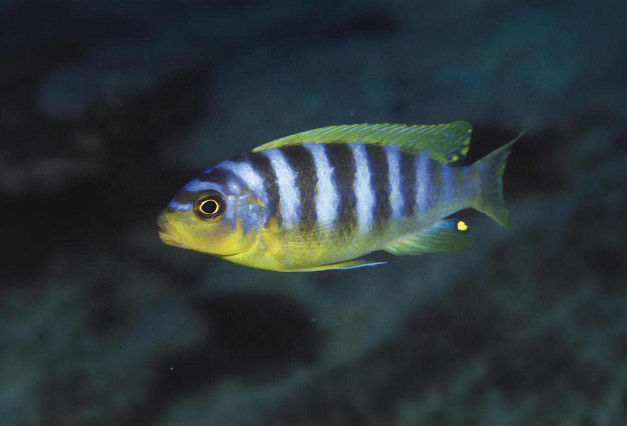 Foto på fisken Metriaclima aurora