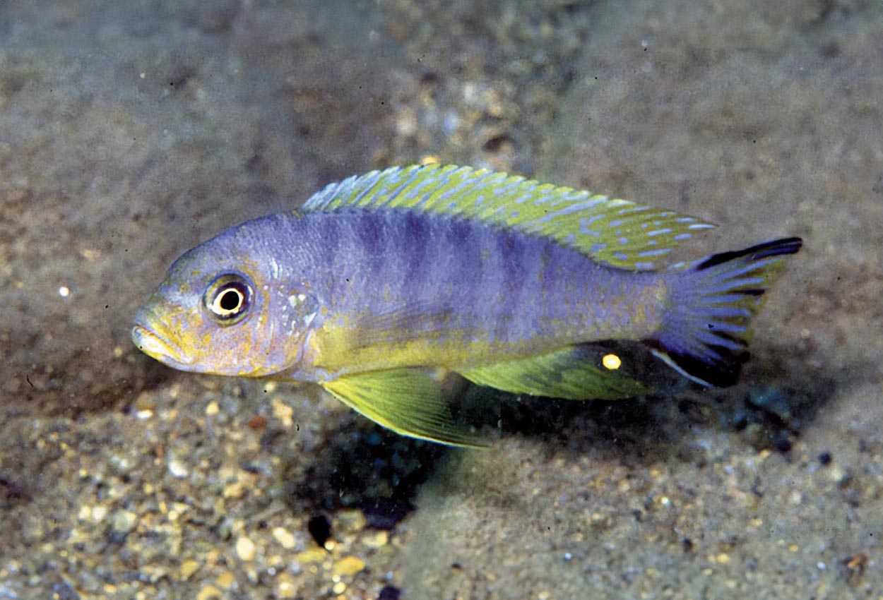Foto på fisken Pseudotropheus sp. 'daktari', Chiwindi