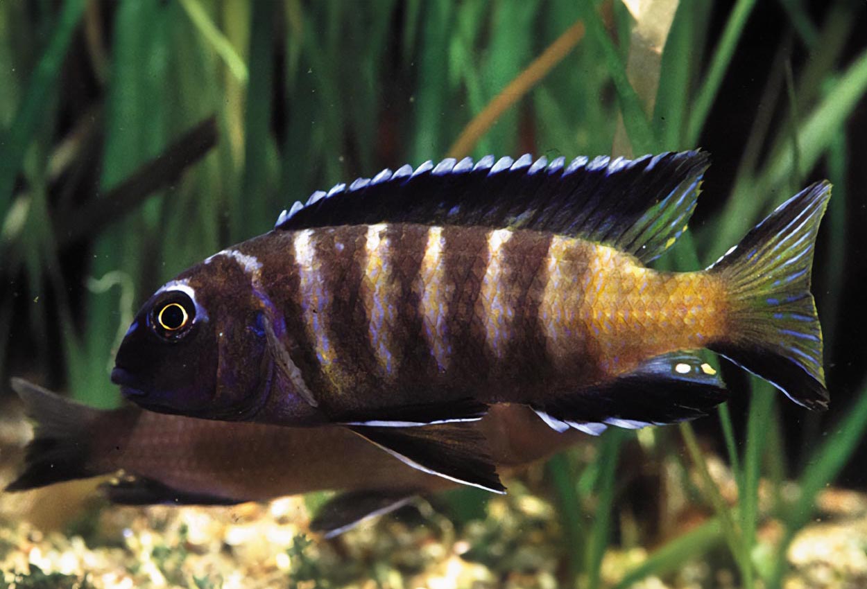 Foto på fisken Pseudotropheus sp. 'elongatus chailosi'