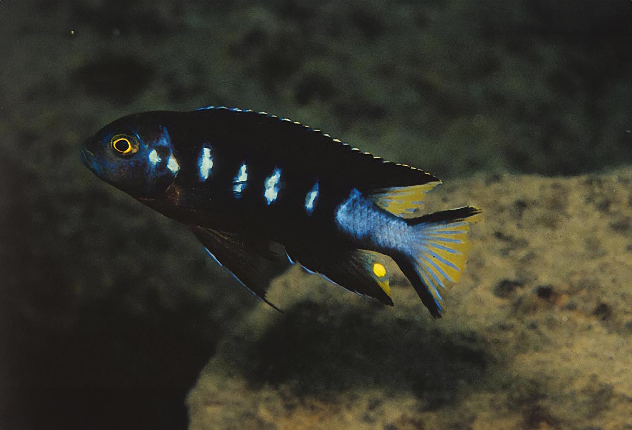 Foto på fisken Pseudotropheus sp. 'elongatus chewere'