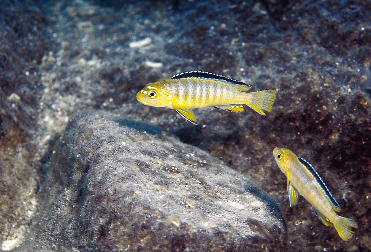 Foto på fisken Chidongo sp. 'elongatus ornatus'