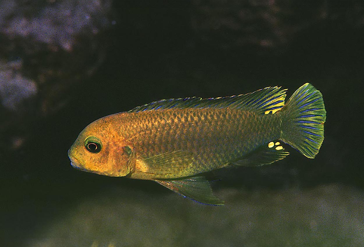 Foto på fisken Iodotropheus sprengerae