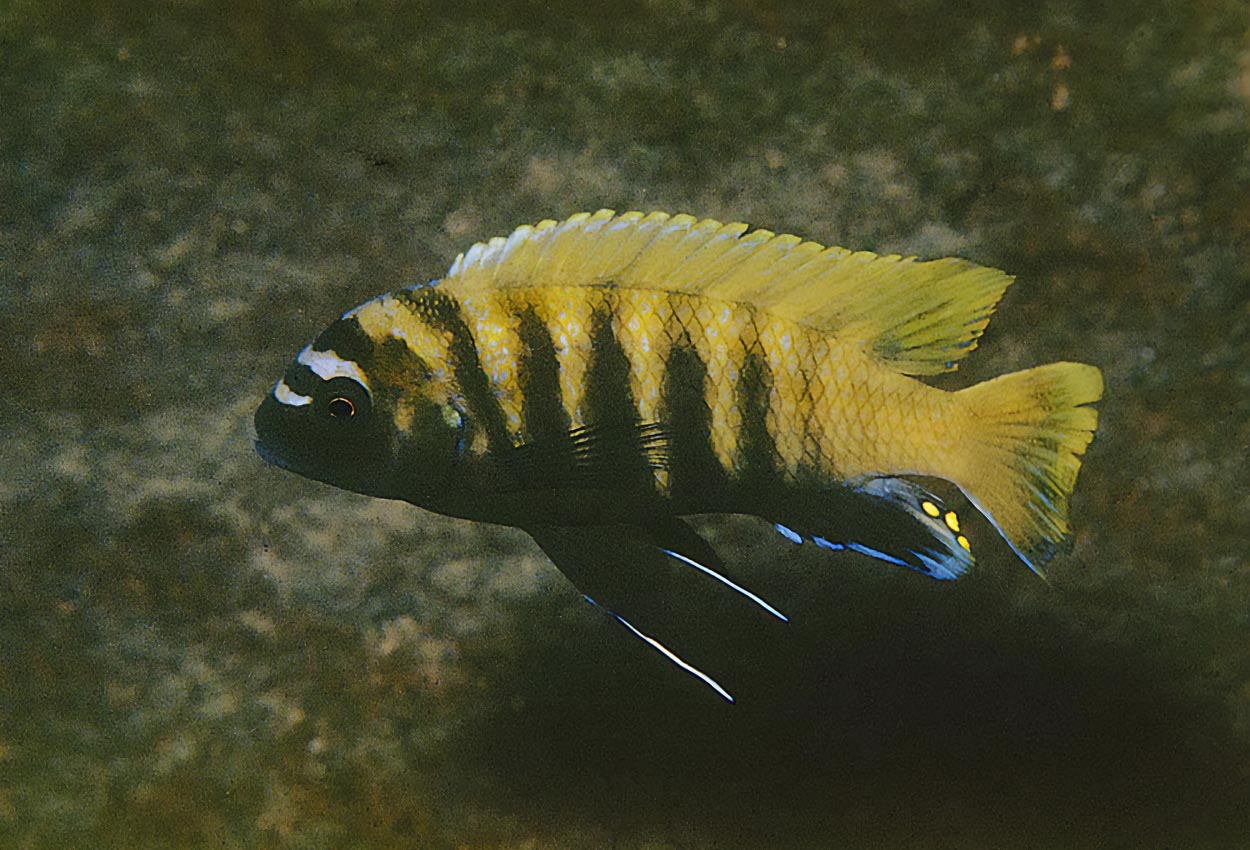 Foto på fisken Metriaclima sp.'zebra gold'